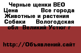 Черные щенки ВЕО › Цена ­ 5 000 - Все города Животные и растения » Собаки   . Вологодская обл.,Великий Устюг г.